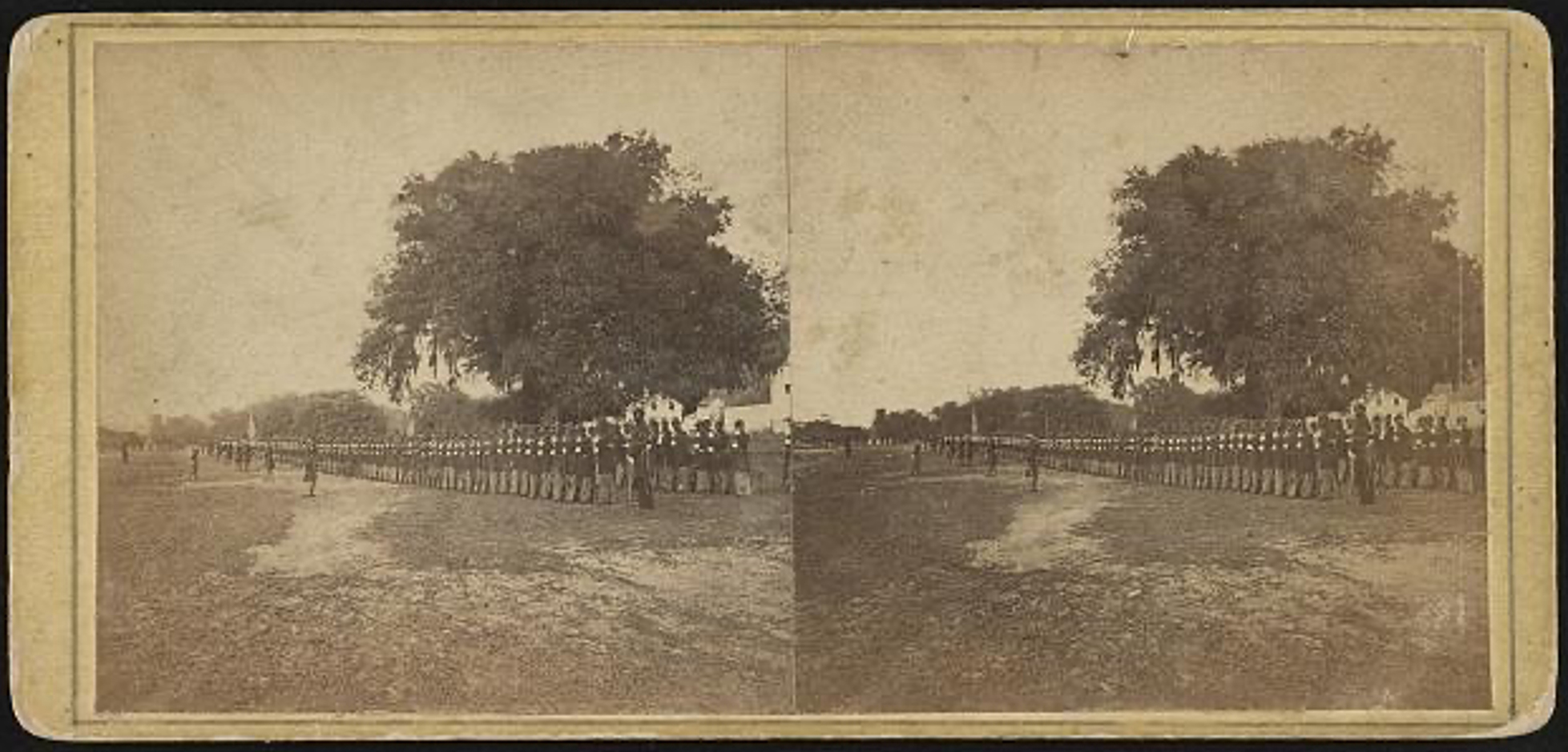 Historic Witness Tree