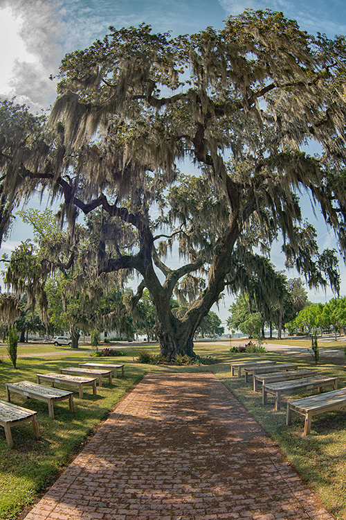 Witness Tree Pat Conroy Literary Center Beaufort South Carolina
